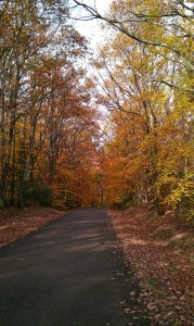 Sous-bois Semur